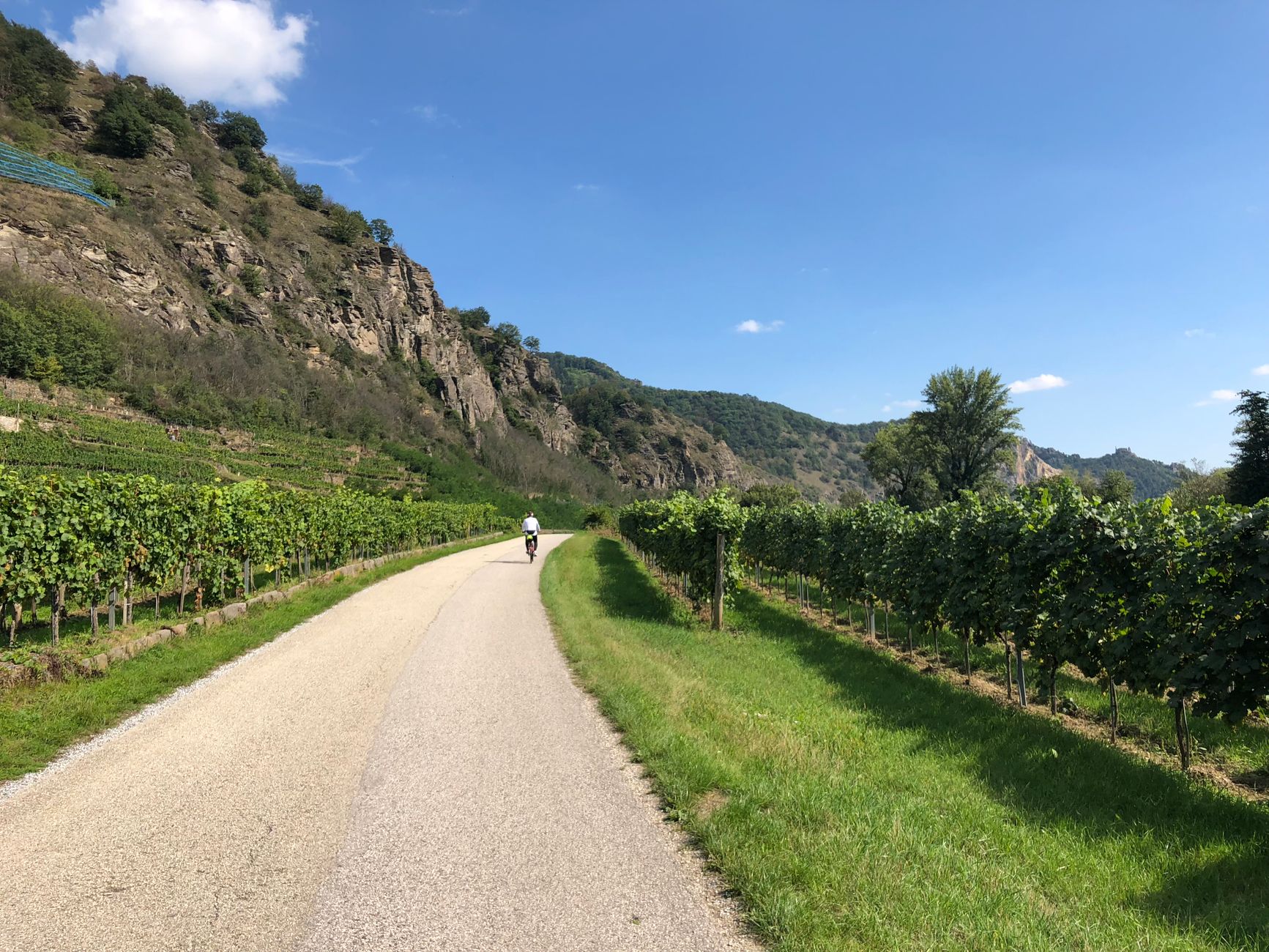 Vinogradi u Konavoskom polju kod Cavtata